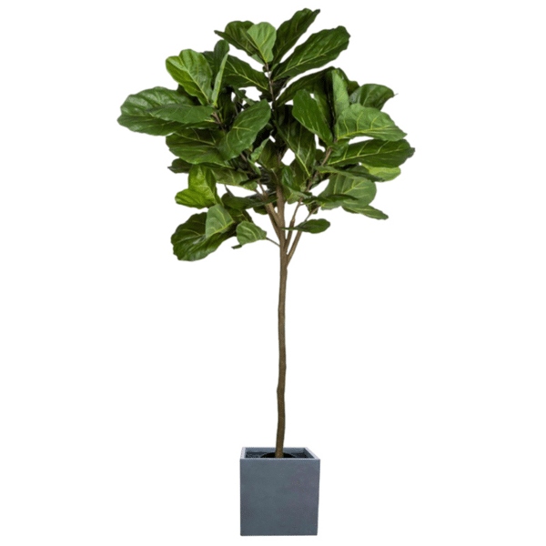 +FIDDLE LEAF TREE 7'